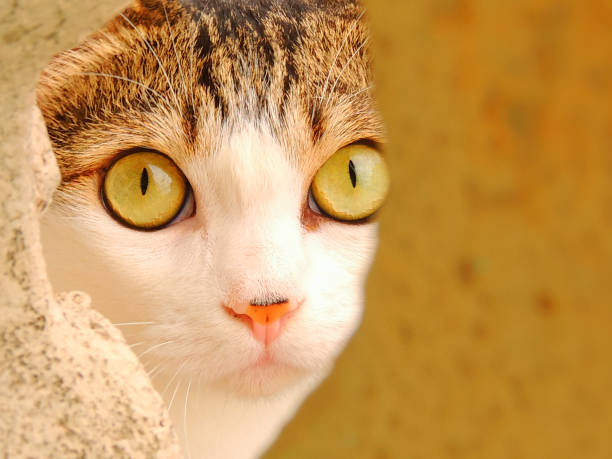 Cat british shorthair