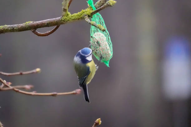 istock the  titmouse hangs on a bird feeder ball and eats the food 1295489507
