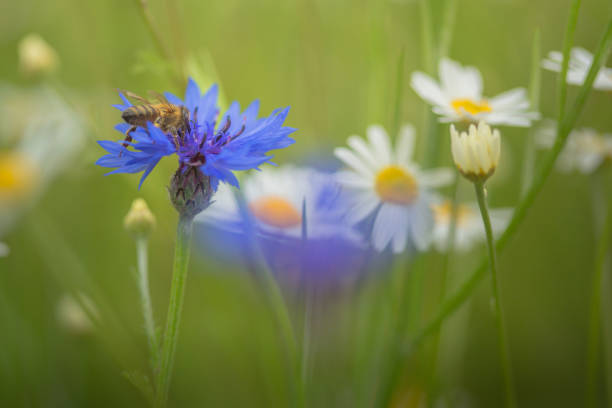 istock Bee on cornflower in beautiful meadow 1295490476