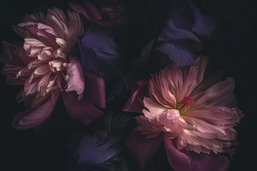 Dark background, moody image  of blooming peony flowers.