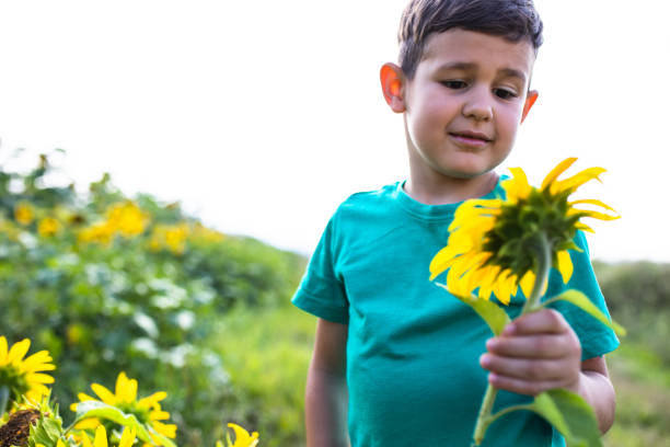 A cute boy is standing in a sunflower field holding a sunflower and looking at it curiously