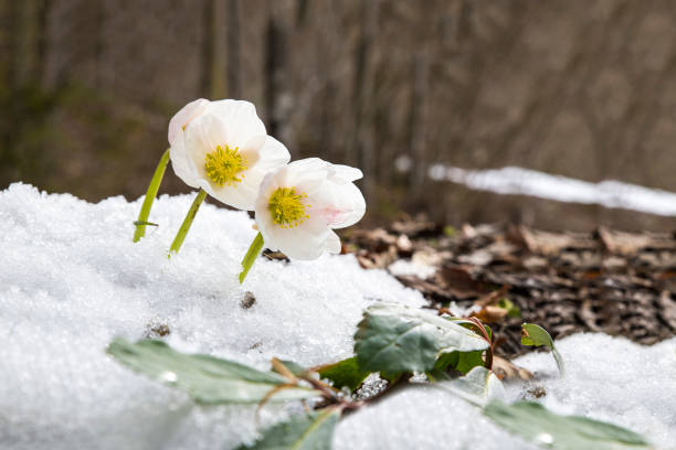 Snow rose (Helleborus niger) blooms in the Salzkammergut, Austria Snow rose (Helleborus niger) (Christmas rose) blooms in the Salzkammergut, Almsee near Grünau, Upper Austria, Austria, Europe black hellebore stock pictures, royalty-free photos & images