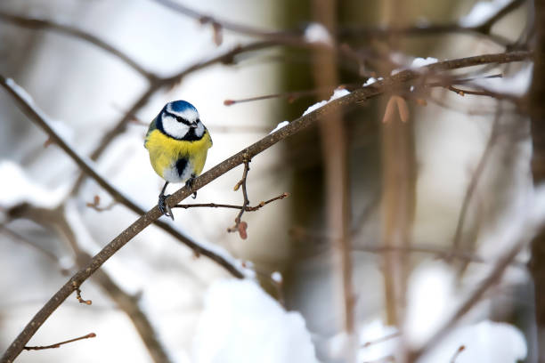 istock Blue (Cyanistes caeruleus) sits on a branch in the Salzkammergut, Austria 1295491995