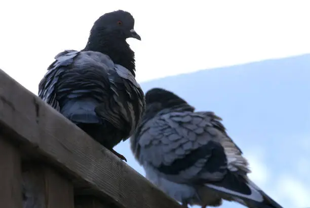 A pair of pigeons sitting