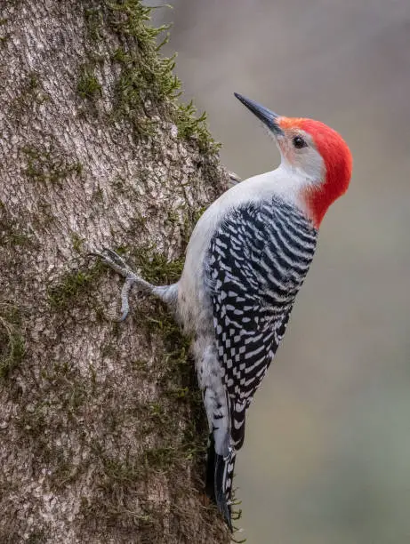 Beautiful Red-Bellied Woodpecker