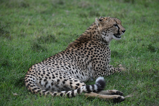 Cheetah relaxing after meal in Mara