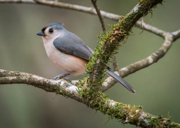 tufted titmouse - tufted tit foto e immagini stock