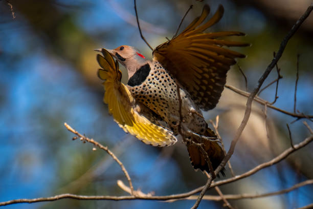 istock Majestic Northern Flicker 1295492848