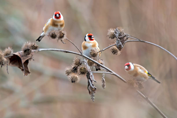 istock Stieglitz (Carduelis carduelis) sits on a branch looking for food, Austria 1295492855