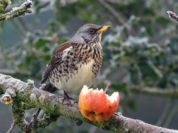 istock Fieldfare, Turdus pilaris 1295492914