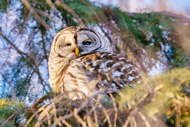 This barred owl is taking a break from eating a mouse. There is a drop of blood on its beak
