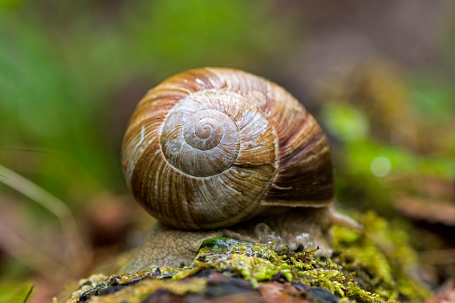 Vineyard snail (Helix pomatia) ( land snail) rests on a log in the foothills of the Alps, Upper Austria, Austria, Europe