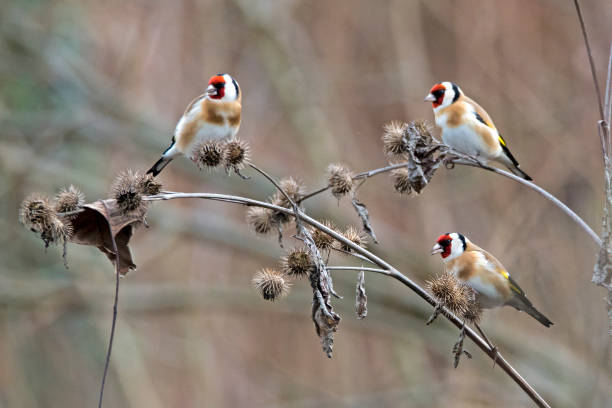 Stieglitz (Carduelis carduelis) sits on a branch looking for food, Austria