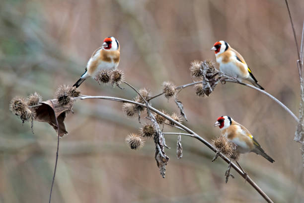 Stieglitz (Carduelis carduelis) sits on a branch looking for food, Austria Goldfinch (Carduelis carduelis) (European goldfinch) sits on a branch and is looking for food, Upper Austria, Austria, Europe finch stock pictures, royalty-free photos & images
