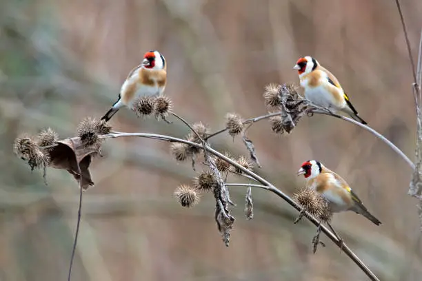 Goldfinch (Carduelis carduelis) (European goldfinch) sits on a branch and is looking for food, Upper Austria, Austria, Europe