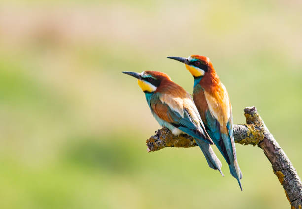 istock Pair of Common Bee-eater perch on stick 1295493319