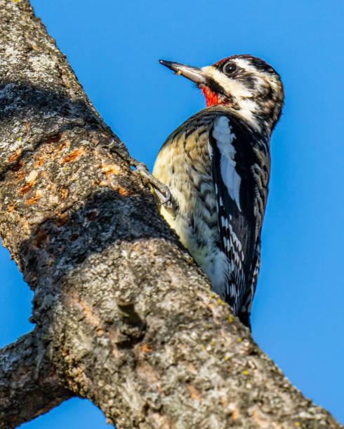 istock Yellow Bellied Sapsucker Woodpecker 1295494199