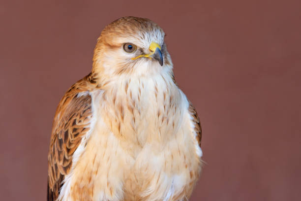 istock A long legged buzzard (Buteo Rufinus) up close showing off light feathers and beak. 1295494218