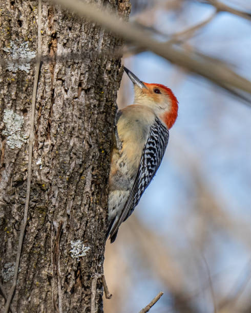 istock Red Bellied Woodpecker 1295494262