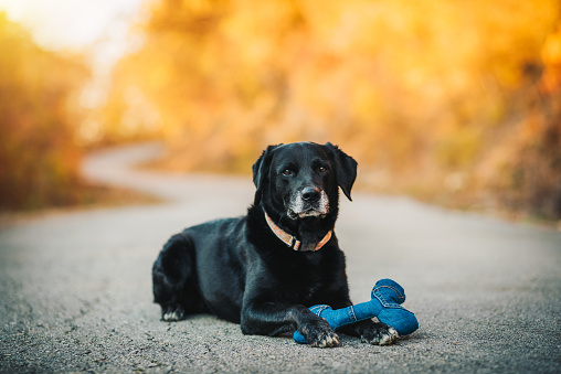 Senior labrador retriever dog sitting on the road with his toy. Pets concept.