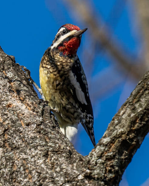 istock Yellow Bellied Sapsucker Woodpecker 1295494352