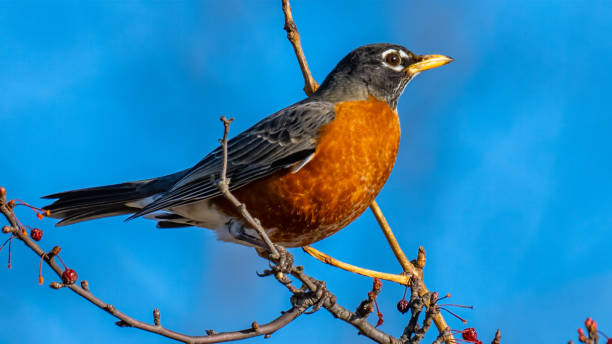 istock Robin bird on a branch eating berries 1295494377