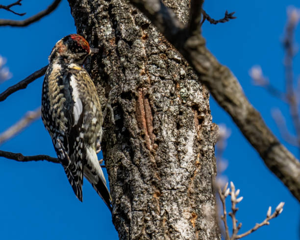 istock Yellow Bellied Sapsucker Woodpecker 1295494413