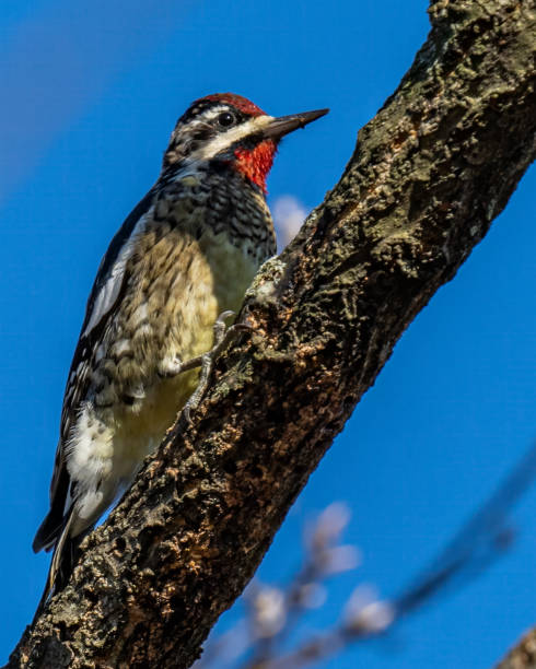 istock Yellow Bellied Sapsucker Woodpecker 1295494414