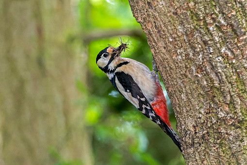 Dendrocopos major (great spotted woodpecker) sits on a tree with food, Upper Austria, Austria, Europe