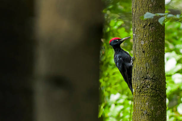 Black woodpecker (Dryocopus martius) seeks food in a tree, Austria