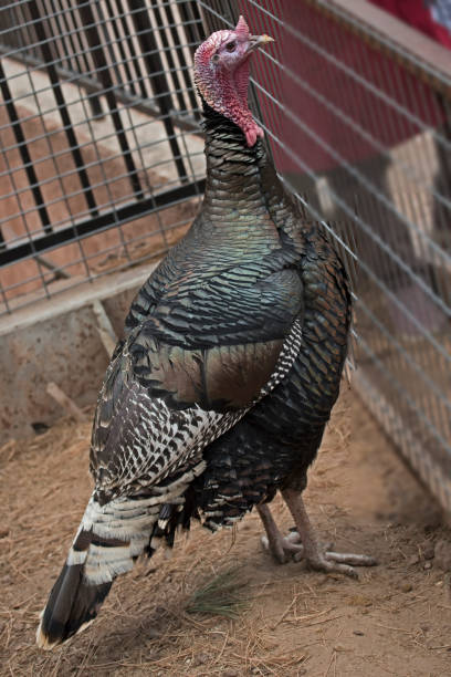 istock Beautiful multicolored turkey looking up to visitors 1295495371