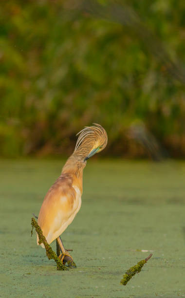 istock Squacco Heron clean up the feathers 1295495531