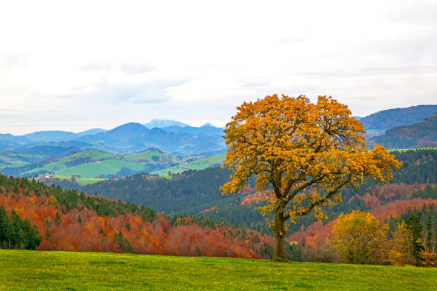 istock Autumn in the Prealps, Austria 1295495710