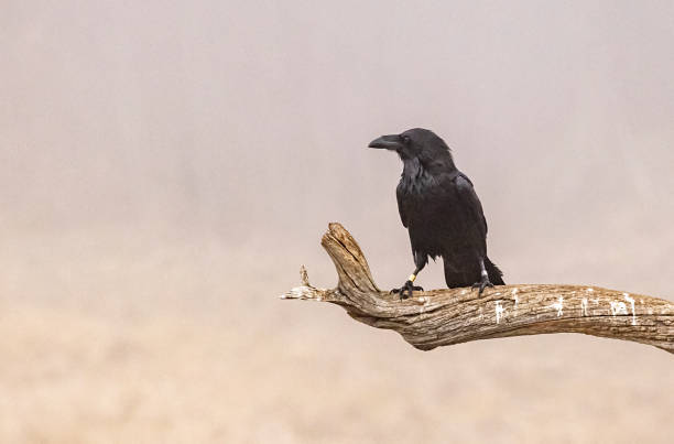 istock Common raven sitting on branch 1295497081
