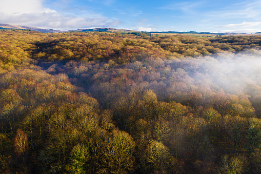 The aerial view of deciduous woodland with early morning mist hanging above the treetops. The woodland is in a remote area of Dumfries and Galloway south west Scotland.