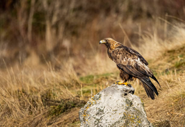 istock Golden Eagle flying in autumn landscape 1295498238