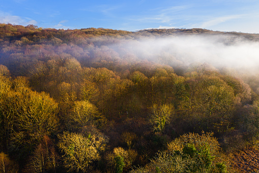 The aerial view of deciduous woodland with early morning mist hanging above the treetops. The woodland is in a remote area of Dumfries and Galloway south west Scotland.