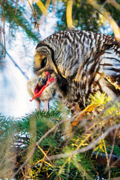 istock Barred Owl Eating Prey 1295498304