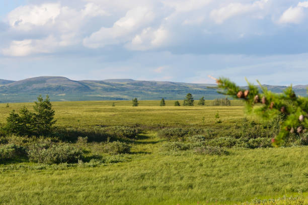 istock Tundra in the Polar Urals. 1295498703