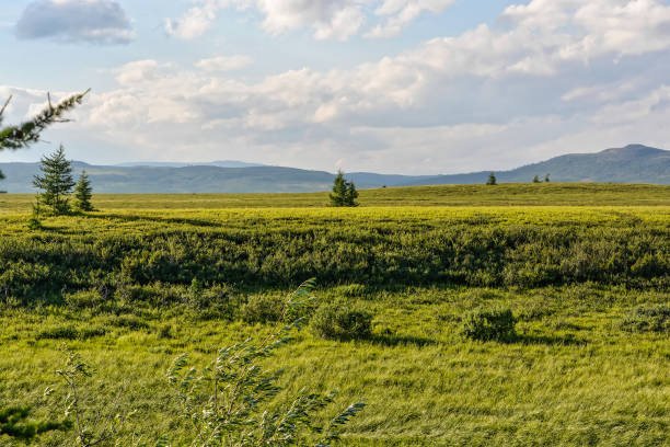 istock Tundra in the Polar Urals. 1295498720