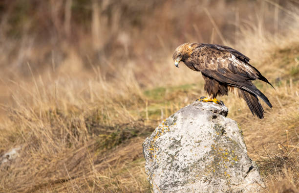 istock Golden Eagle flying in autumn landscape 1295499493