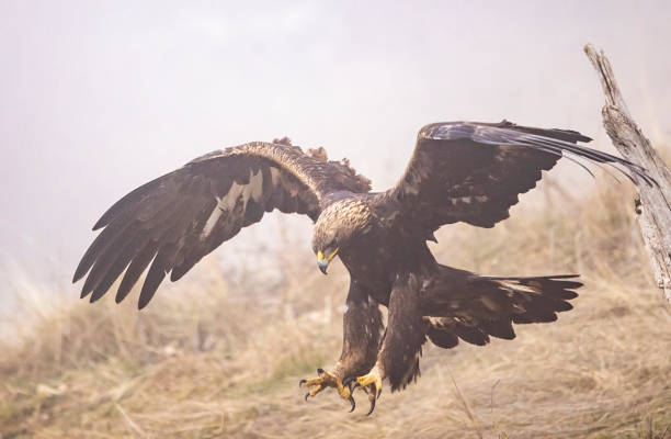 golden eagle volando en el paisaje otoñal - aguila real fotografías e imágenes de stock