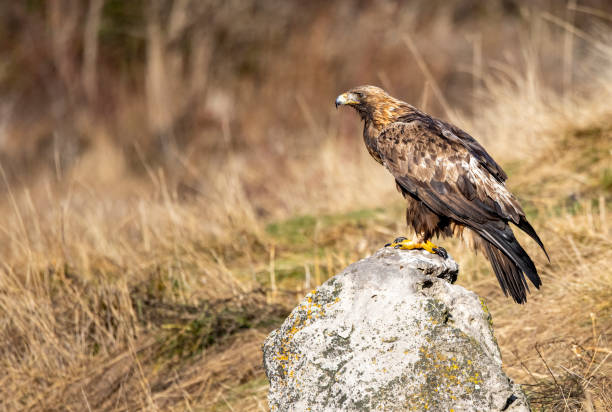 istock Golden Eagle flying in autumn landscape 1295499963