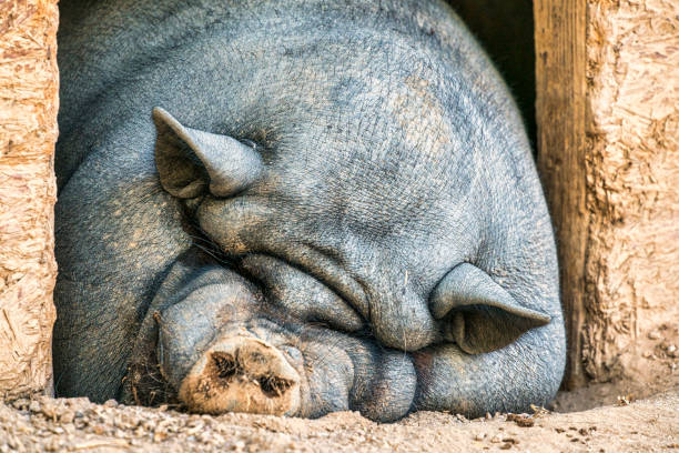grote pot bellied pig - hangbuikzwijn stockfoto's en -beelden