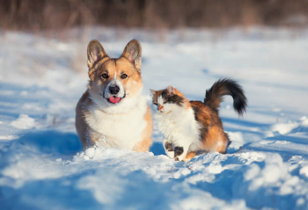 かわいいとふわふわの友人赤猫と犬コーギーは雪の中で冬の公園で隣り合って座っています - young animales ストックフォトと画像