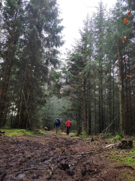 istock Walking the woods 1295500750