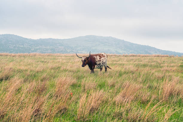 texas longhorn wichita mountains wildlife refuge - texas texas longhorn cattle cattle ranch stock-fotos und bilder