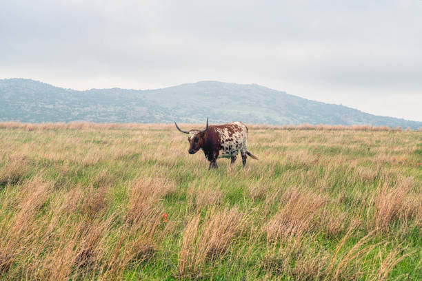 refúgio de vida selvagem das montanhas longhorn wichita do texas - texas texas longhorn cattle cattle ranch - fotografias e filmes do acervo