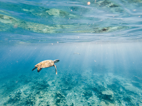 Underwater shot of green turtle swimming on corals in tropical clear water in the Maldives Islands. Environment animal protection and conservation concept