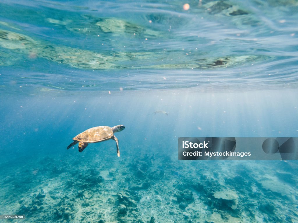 Underwater shot of green turtle swimming Underwater shot of green turtle swimming on corals in tropical clear water in the Maldives Islands. Environment animal protection and conservation concept Sea Stock Photo